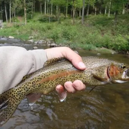 Pensionat Restaurant Ochsenwirtshof Bad Rippoldsau-Schapbach